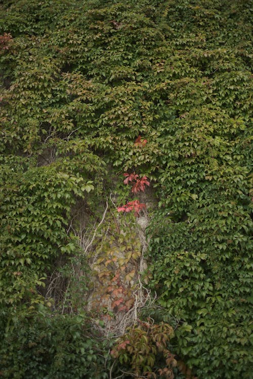 Foto profissional grátis de coberto de mato, folhas, muro