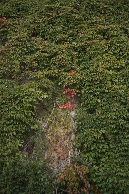 Free A wall covered with dense green foliage, accented by bright red leaves, perfect for nature-themed designs. Stock Photo