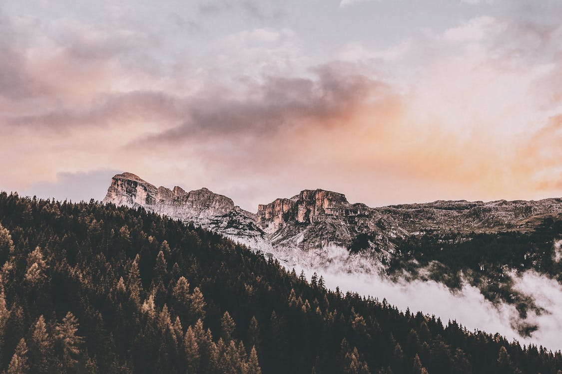 Photographie D'oiseau De Montagne