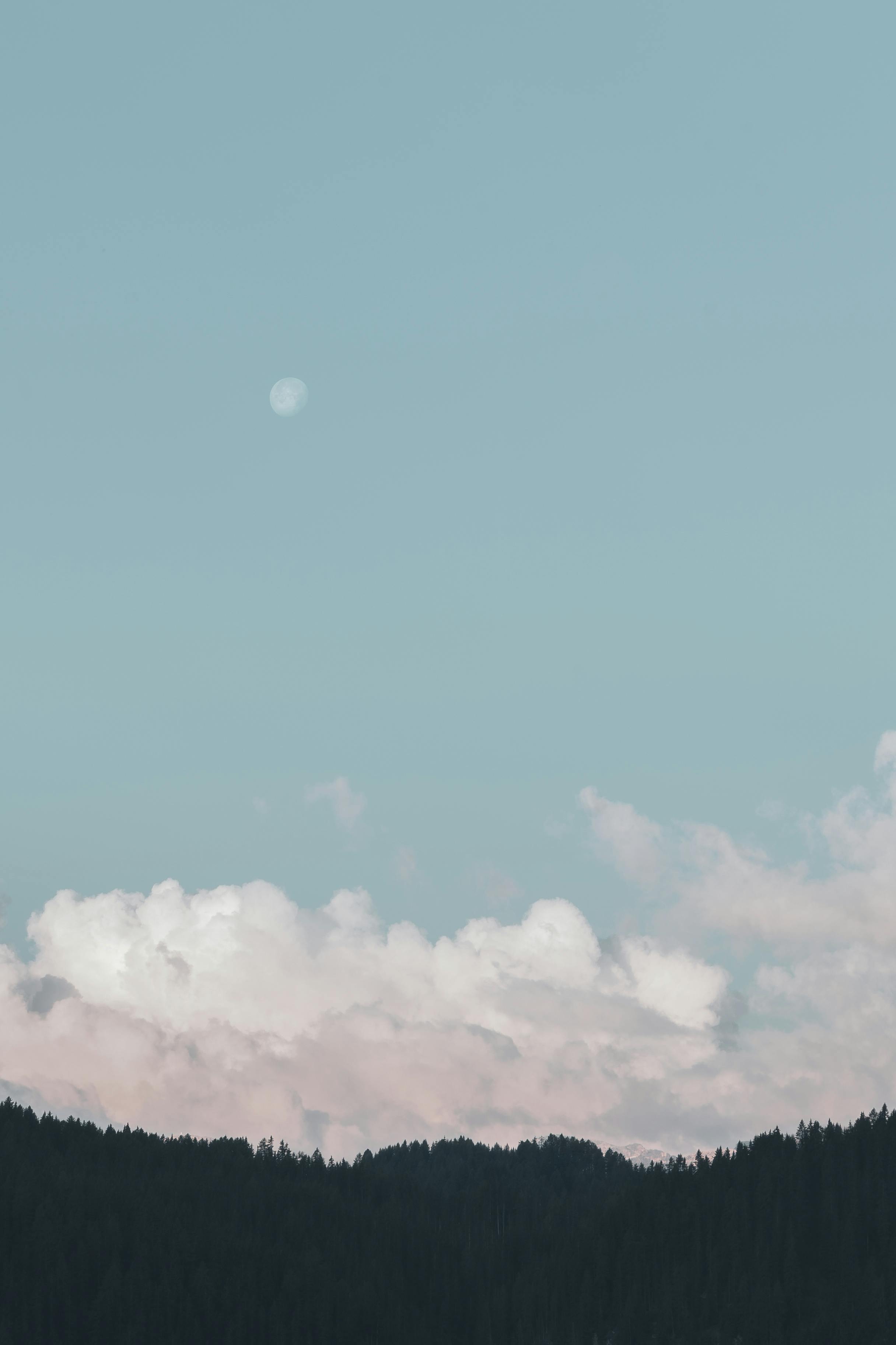 silhouette of trees under blue sky