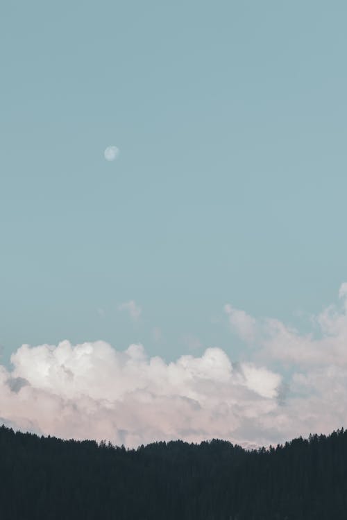бесплатная Силуэт деревьев под голубым небом Стоковое фото