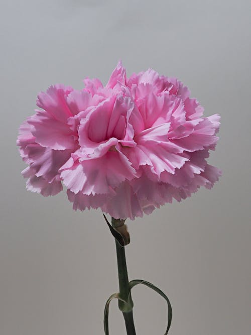 Close-Up Shot of a Blooming Pink Carnation Flower on Gray Background