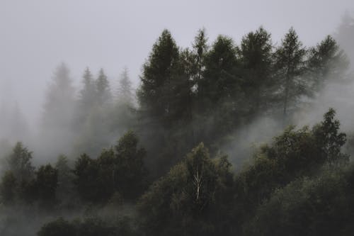 Free Photo of Foggy Forest Stock Photo