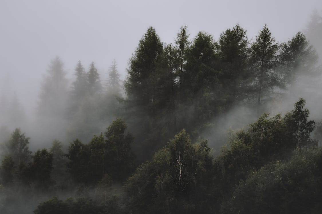 Foto De Foggy Forest