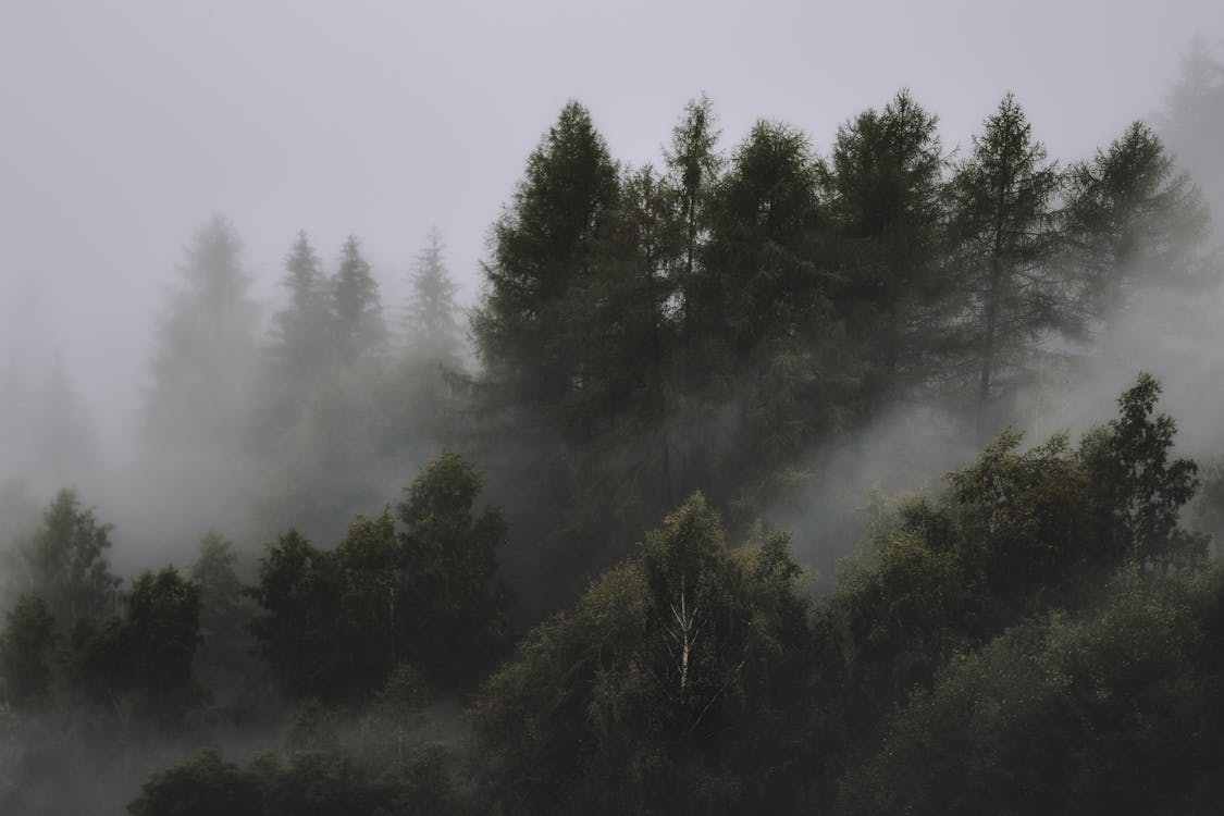 Foto Del Bosque Neblinoso