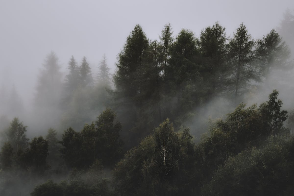 Dense foggy conifer forest — serene shinrin-yoku environment in a national park