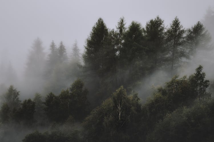 Photo Of Foggy Forest