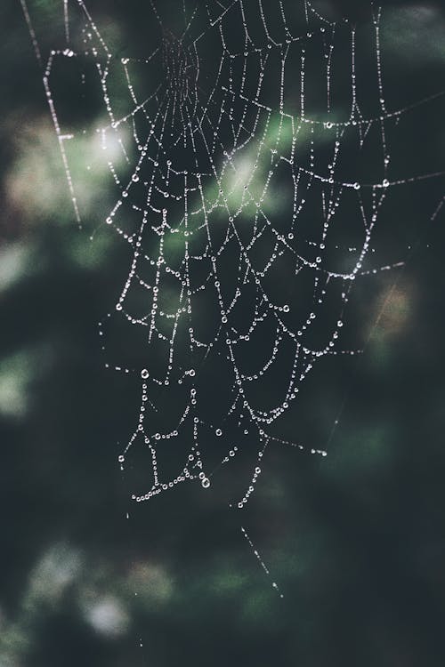 Close-up Photo of Spiderweb