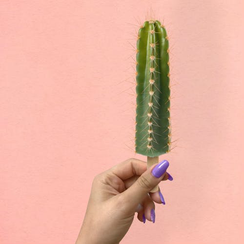 Free Person Holding Cactus on a Stick Stock Photo