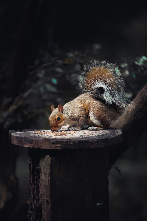 Free A squirrel forages for food on a tree stump in a Cardiff park, showcasing natural behavior in Wales. Stock Photo
