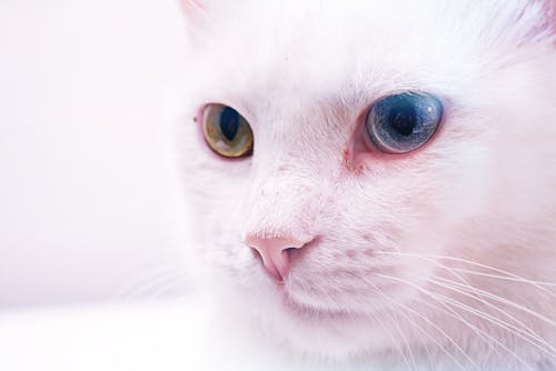 무료 고양이의 클로즈업 사진 스톡 사진
