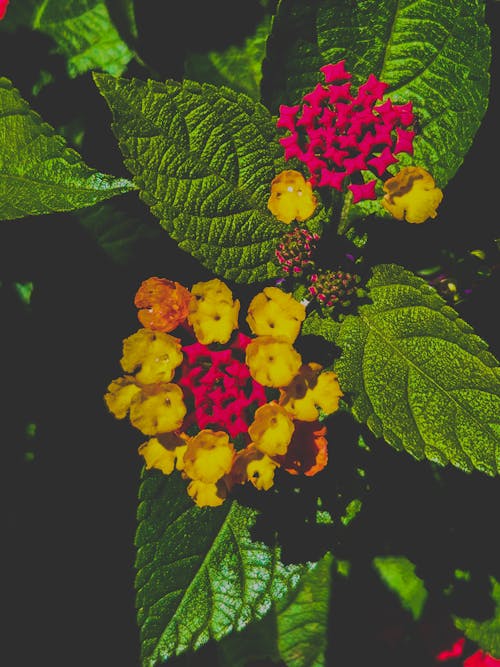Free stock photo of android background, beautiful flower, botanic garden