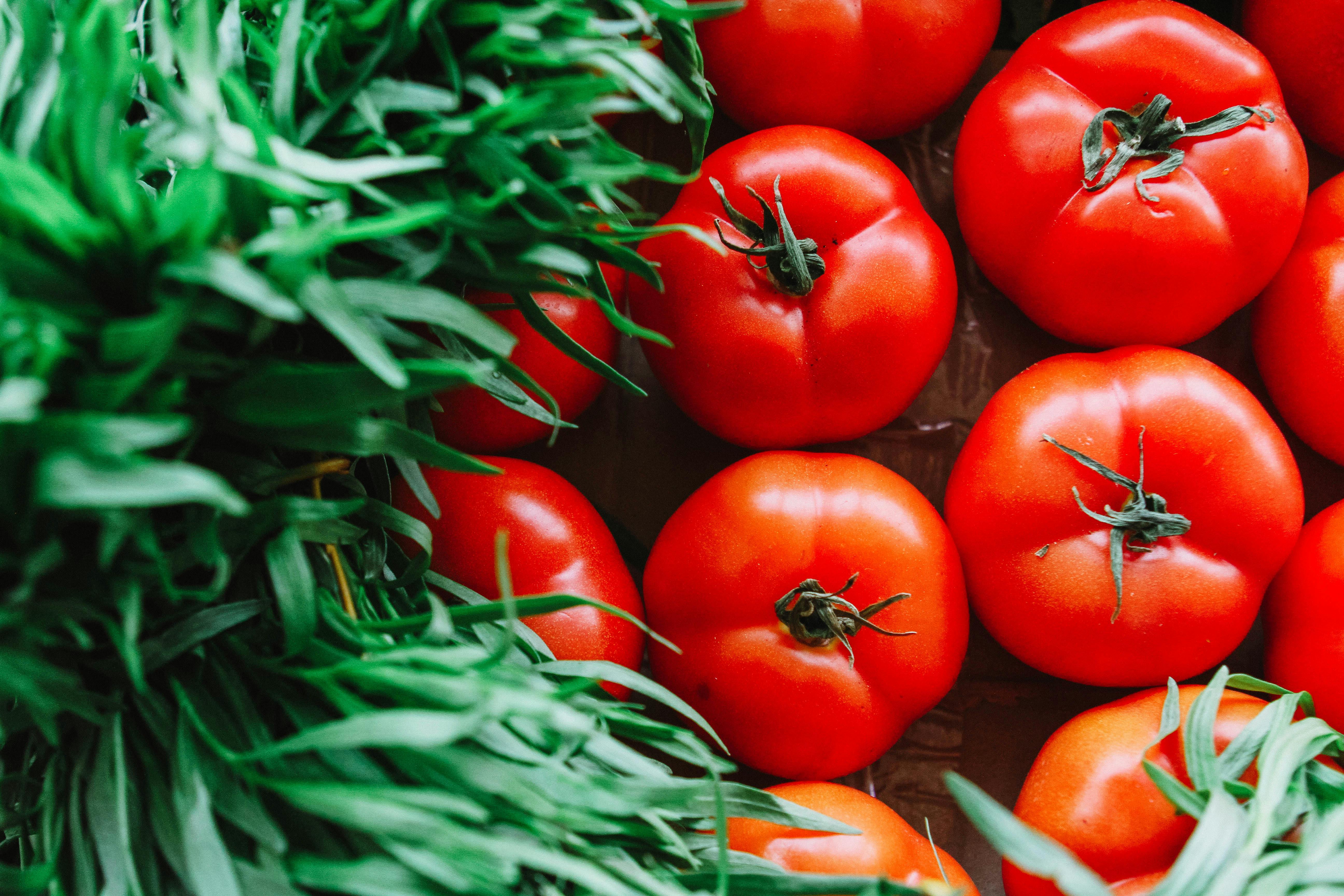 Tomatoes · Free Stock Photo