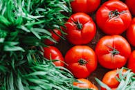 特写镜头中，新鲜多汁的西红柿被充满活力的绿色植物环绕