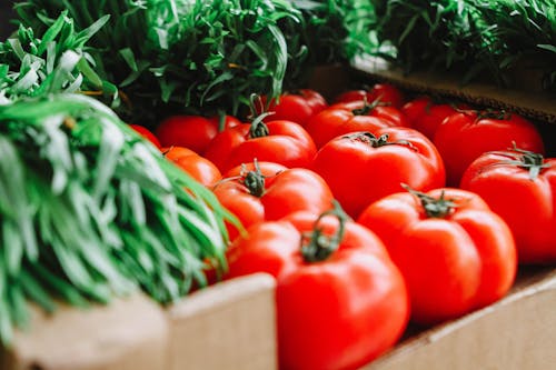 Free Red Tomatoes Stock Photo