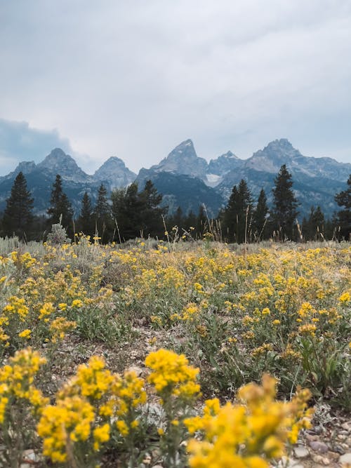 Бесплатное стоковое фото с вертикальный выстрел, горы, желтые цветы