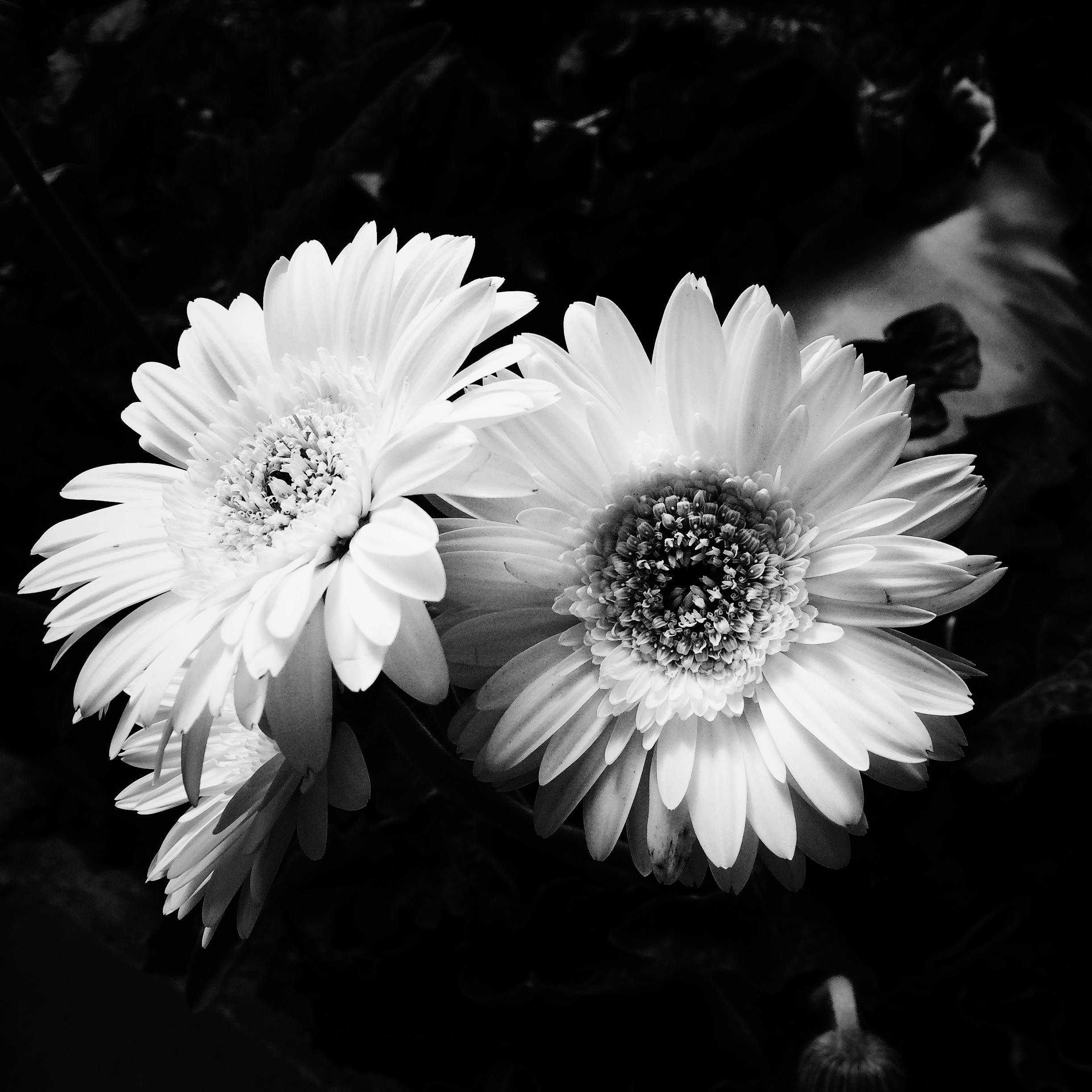 3 chamomile flowers