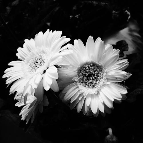 Fotobanka s bezplatnými fotkami na tému čierny a biely, flóra, gerbera