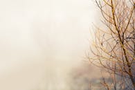 在模糊背景下，光秃秃的树枝特写捕捉到了冬天的本质