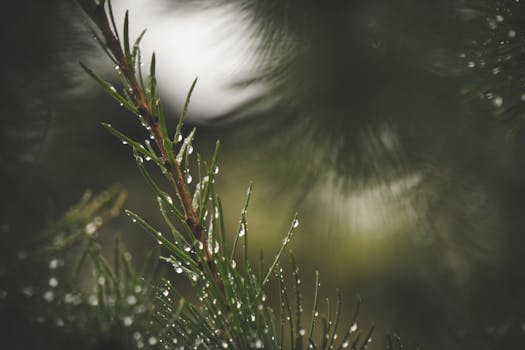 Detailed close-up of pine needles covered with water droplets after rain.