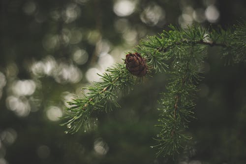 A Brown Pine Cone on Conifer Plant