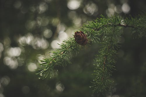 Gratis stockfoto met conifeer, dennenappel, dennenboom