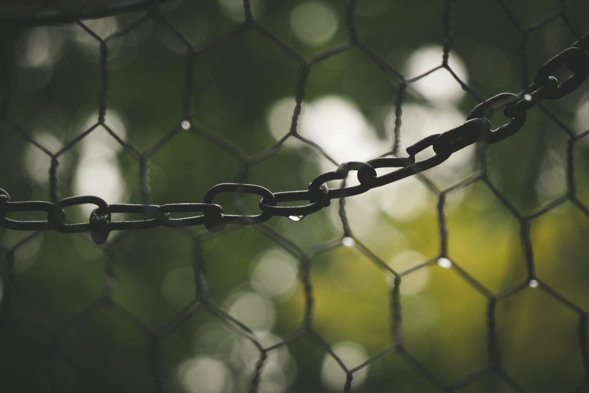 Close-up of a metal chain linked through a hexagonal mesh fence with blurred green background.