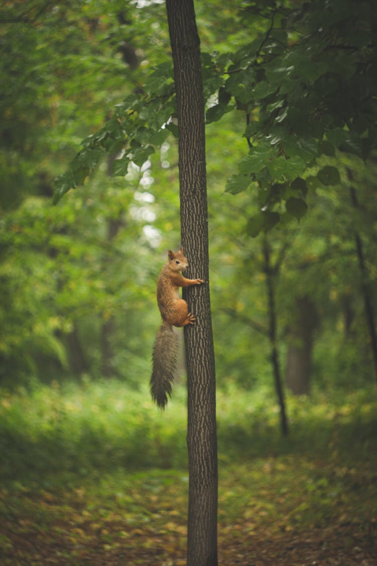 A Brown Squirrel On A Tree 