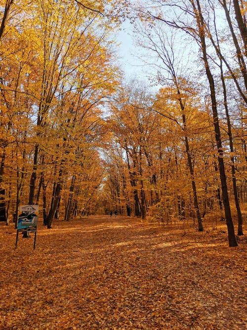 Immagine gratuita di ambiente, autunno, boschi