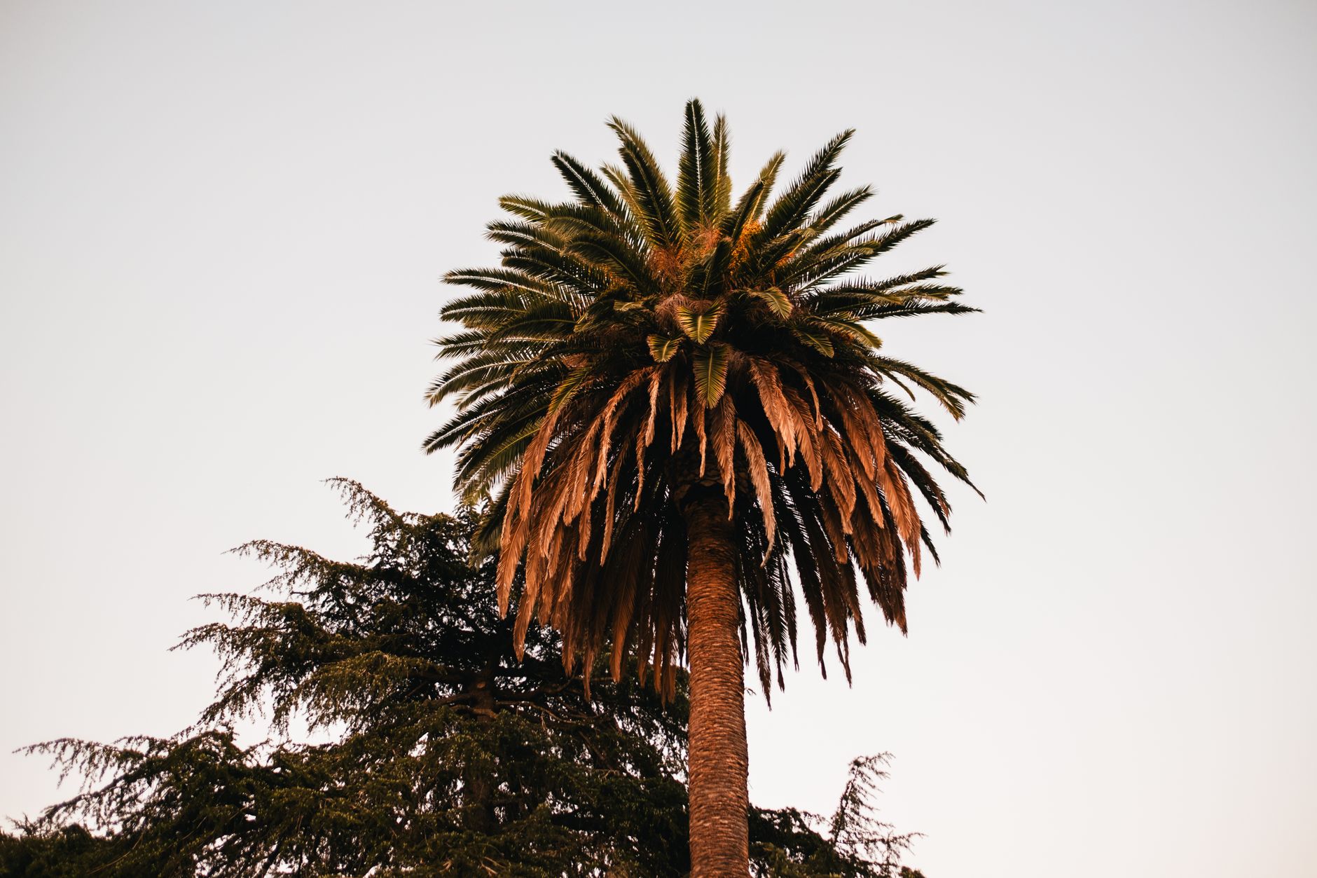 summer funday sahel — A tall palm tree with vibrant leaves set against a clear sky, showcasing tropical beauty.