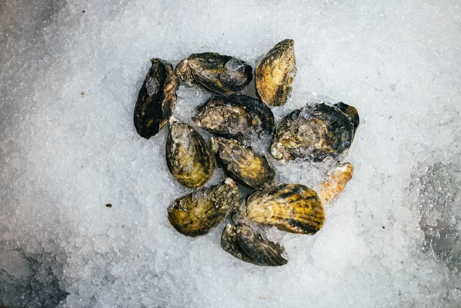 Ostras congeladas en bandeja de hielo, listas para cocinar