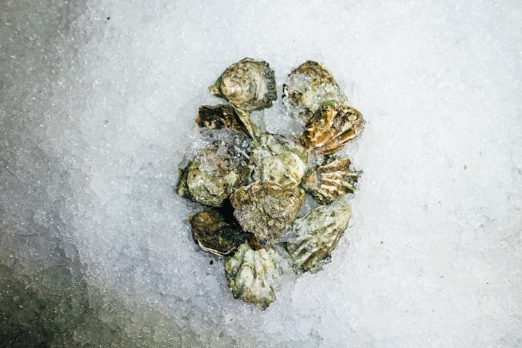 Oysters On Ice In Top  View