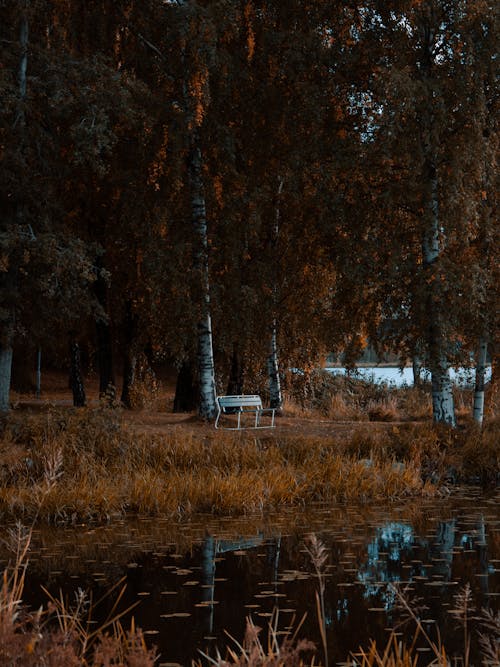 Darmowe zdjęcie z galerii z drewno, drzewa, jezioro
