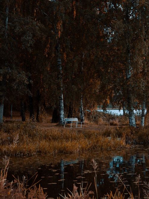 Free Tranquil scene of a bench by the lake surrounded by autumn trees. Stock Photo