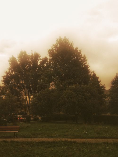 Free Tranquil park scene with a lone bench under towering trees on a cloudy day. Stock Photo