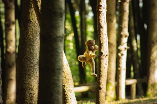 Free Jump little boy! Stock Photo