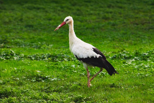 A majestic white stork strolling through a lush meadow in Salem, Germany.