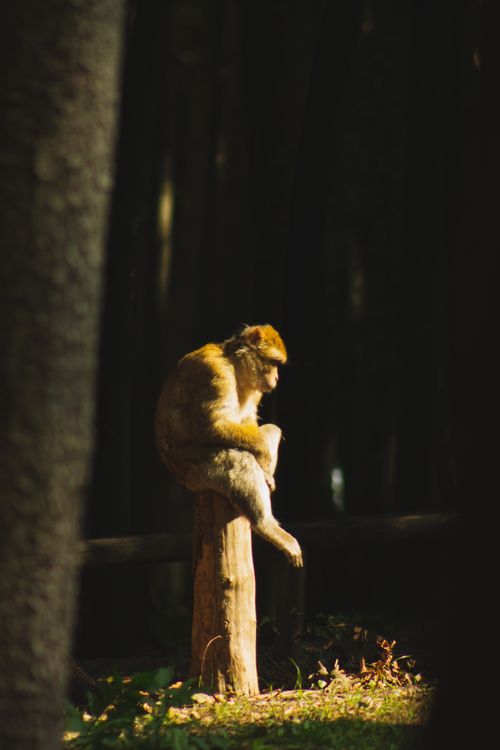 Free A Barbary macaque contemplatively sits on a tree stump in a dense, sunlit forest. Stock Photo
