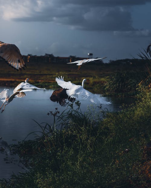 Flock of Egrets Flying Over the Lake