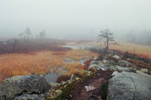 Základová fotografie zdarma na téma fotografie přírody, hnědá tráva, mlhavý