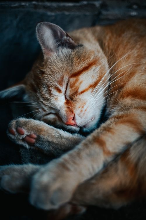 Free A peaceful orange tabby cat sleeping, showcasing a cozy and tranquil moment. Stock Photo