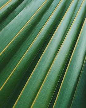 Detailed close-up of green tropical palm leaves with linear patterns, perfect for nature backgrounds.
