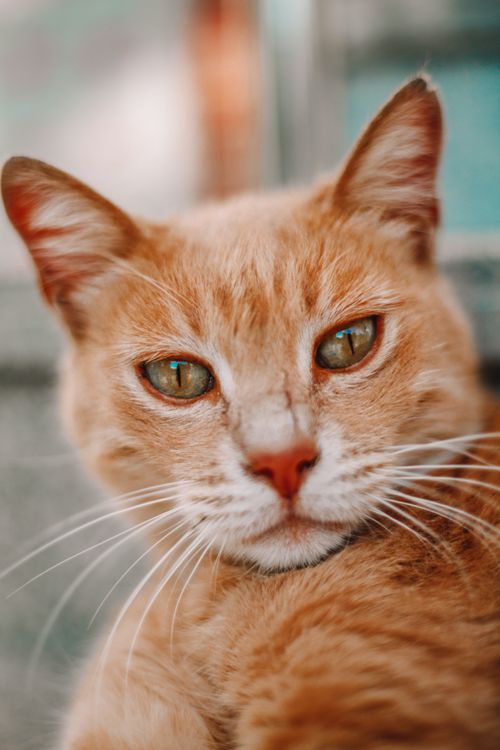 Free Bright and clear close-up of an orange tabby cat gazing intensely, showcasing vibrant fur and delicate whiskers. Stock Photo