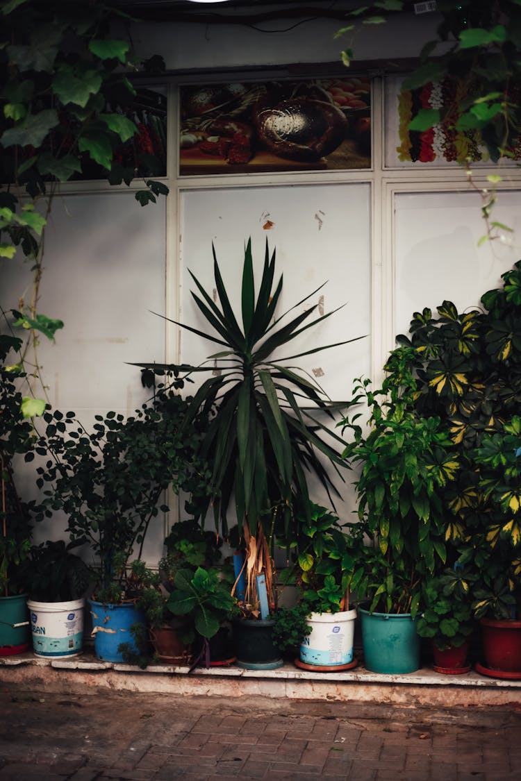 Green Potted Plants Beside White Wooden Wall