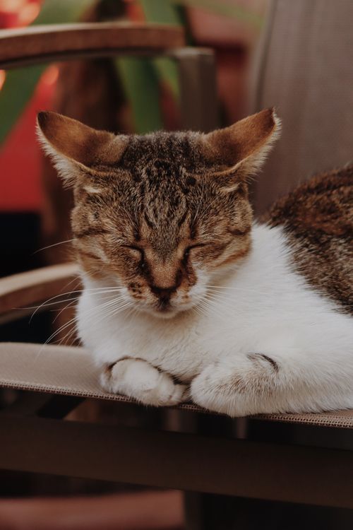 Free A close-up of a sleeping cat, capturing the tranquility and charm of feline rest. Stock Photo