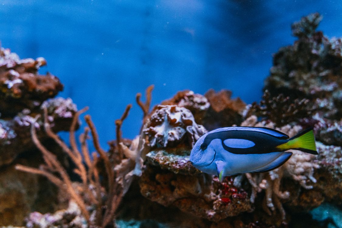 Multiple Dive Packages