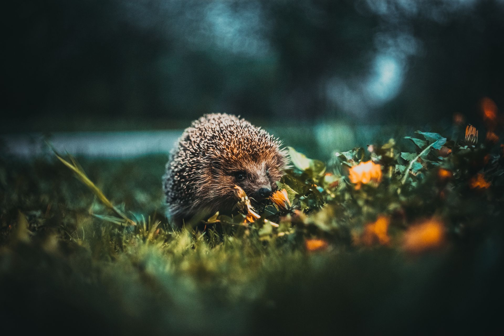 Adorable hedgehog exploring a garden with flowers and grass, showcasing wildlife in nature.