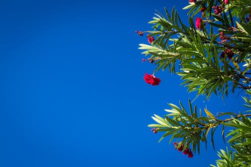 Red Flowers