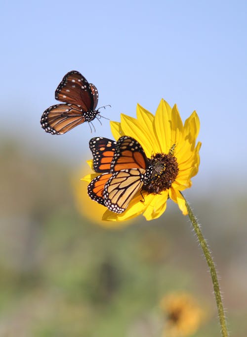 A Butterflies Near the Yellow Flower in Full Bloom