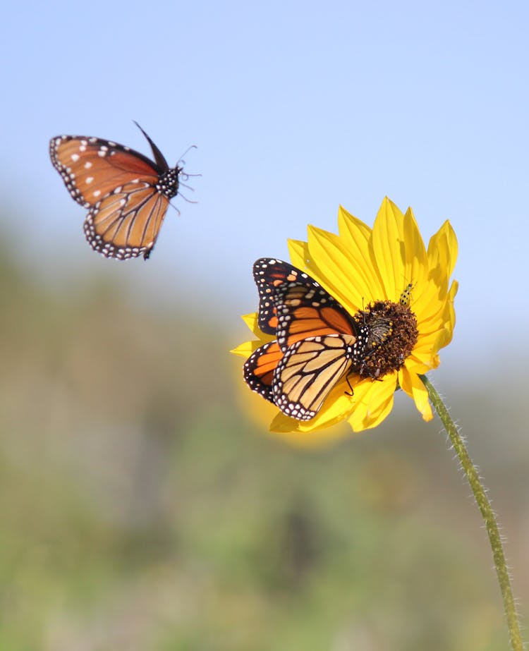 Monarch Butterfly Perched On Yellow Flower 